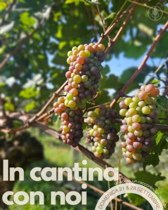 In cantina con noi - Visita & Degustazione In cantina con noi - Visita & Degustazione
