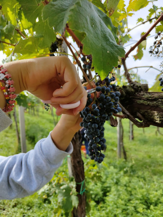 Vendemmia in Franciacorta Vendemmia in Franciacorta