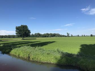 le risaie della tenuta