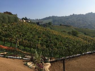 Scanzorosciate, terra del Moscato di Scanzo Scanzorosciate, terra del Moscato di Scanzo
