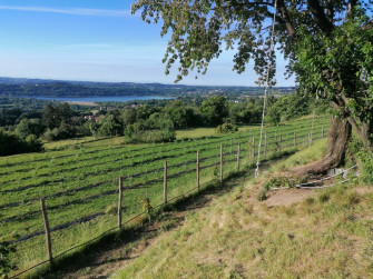immagine di campo di mirtilli con lago sullo sfondo 