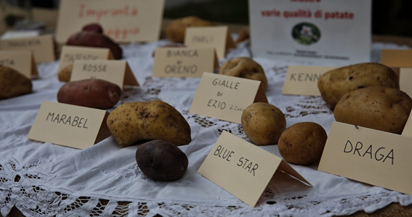 Varietà di patate