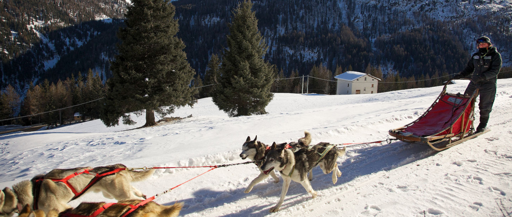 Vivere l'emozione dello sleddog