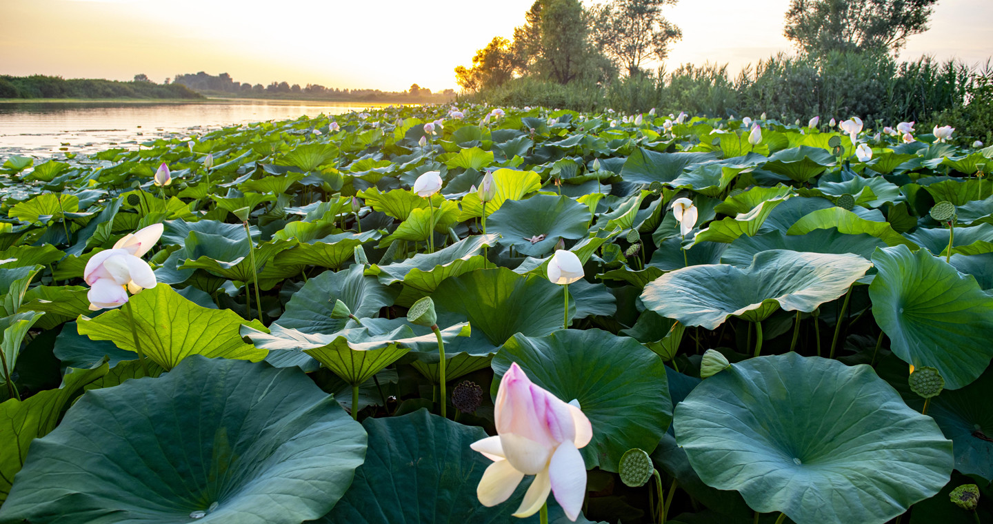 Isola Fior di Loto - Lago Superiore - Mantova