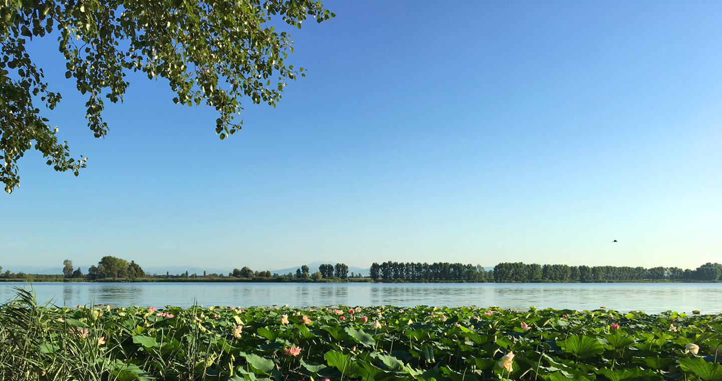 Fior di Loto - Lago Superiore - Mantova