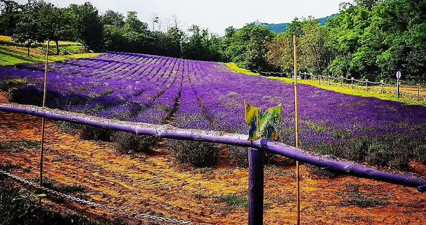 Campi di Lavanda (Ph Ig:@visitpavia)