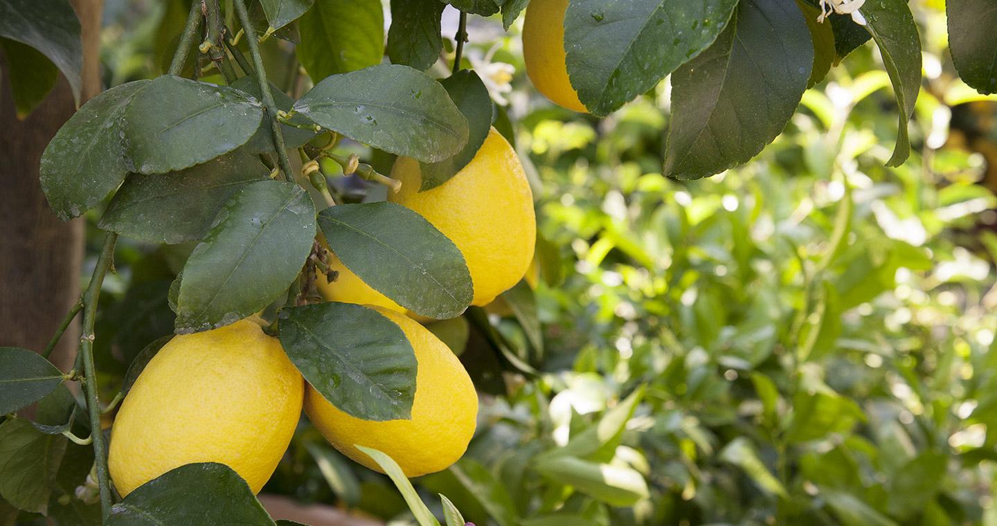 The lemons of Garda lake