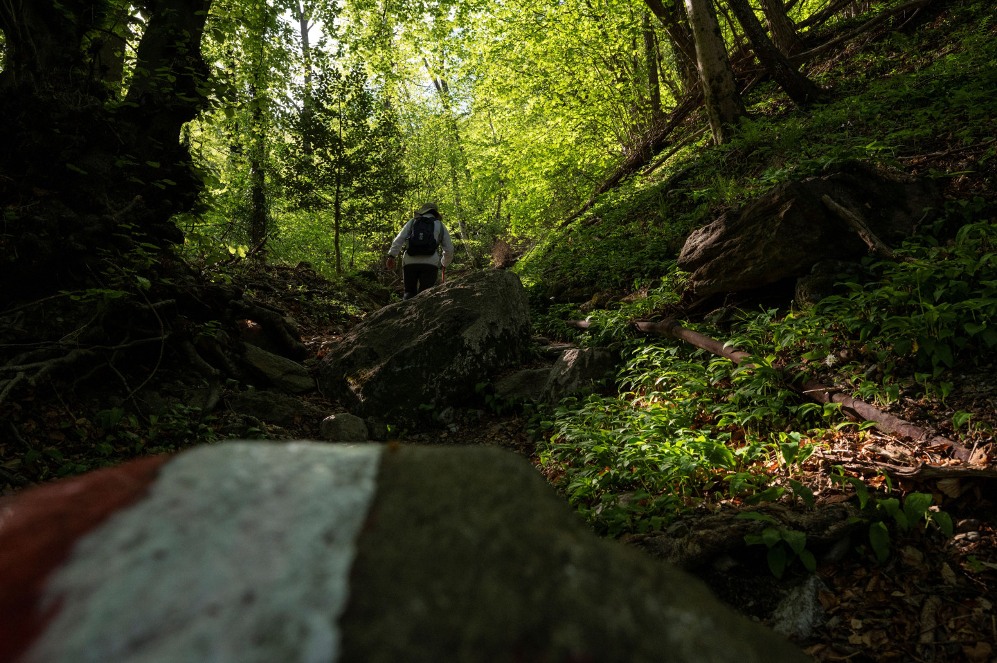 Camminando nel bosco sul sentiero che porta al Cornizzolo.