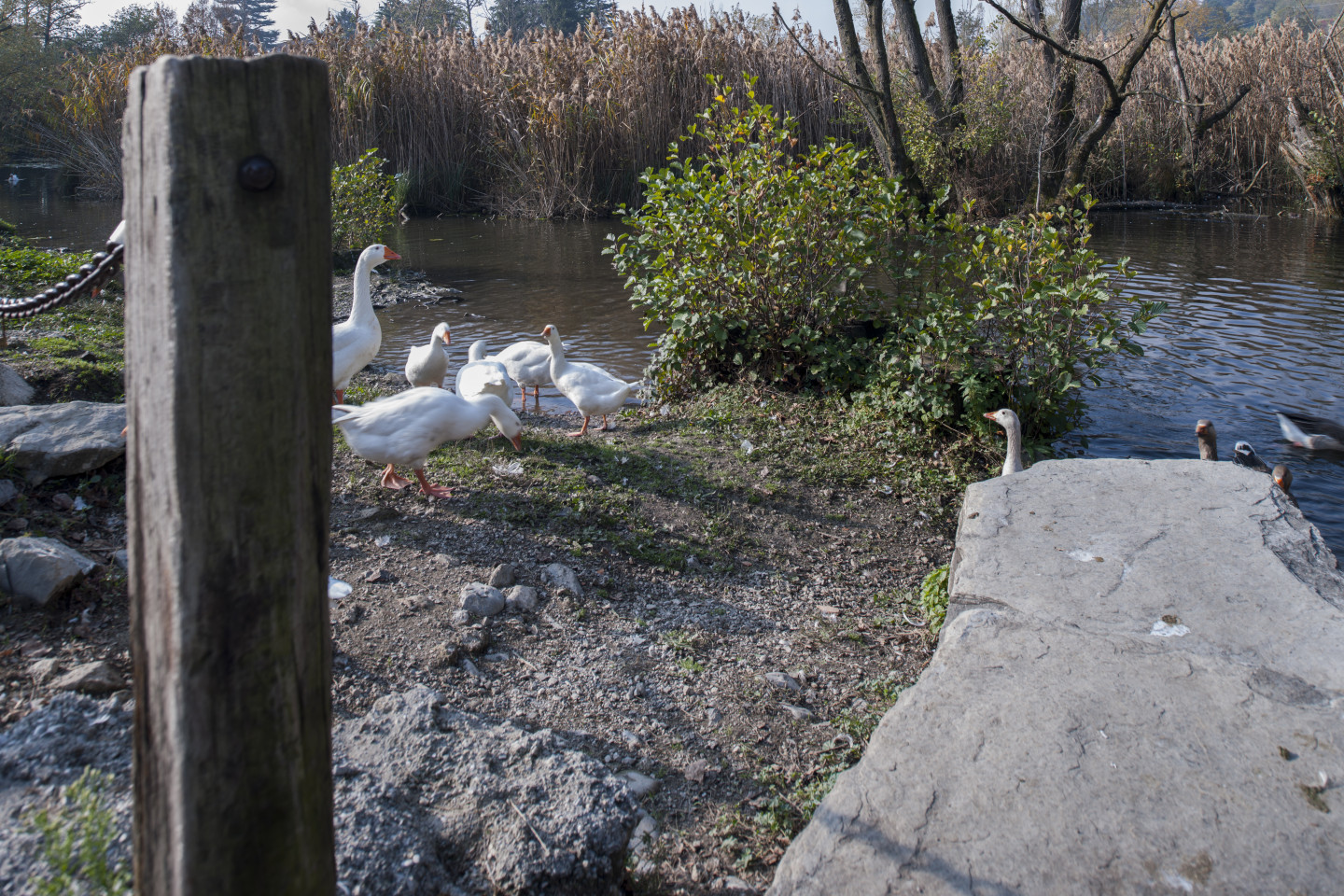 Oche sul Lago Segrino.