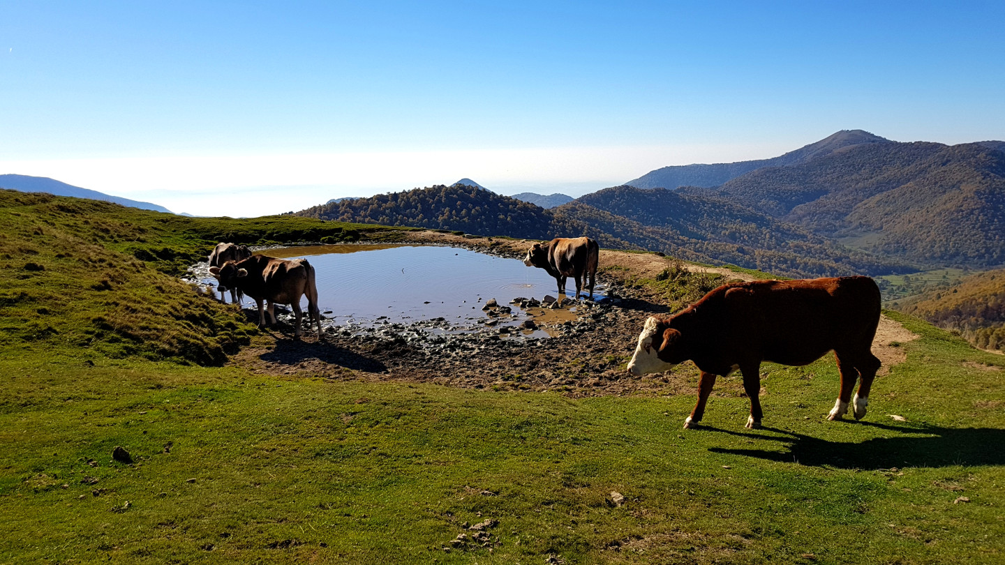Pozza di abbeverata con mucche al San Primo