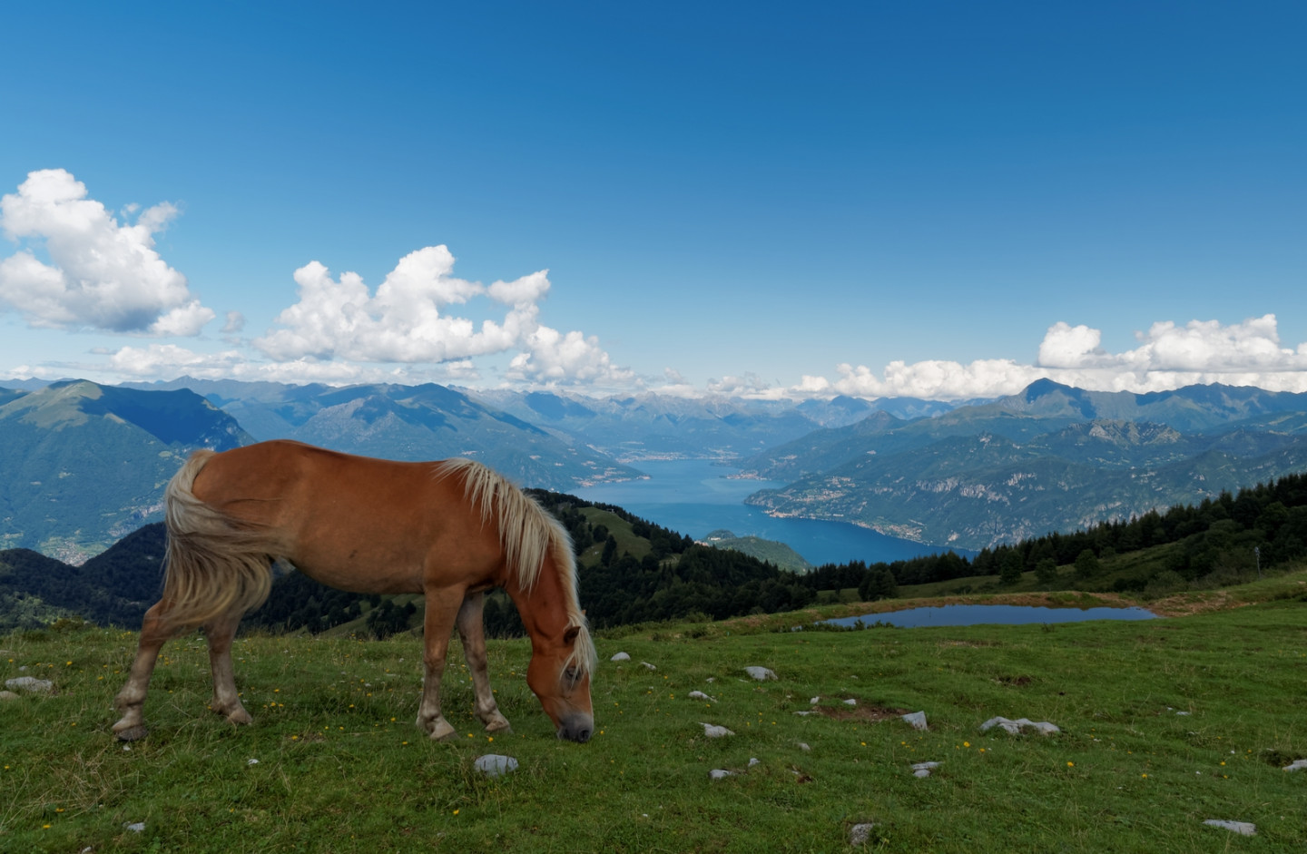 Cavalli e panorama sul Lario