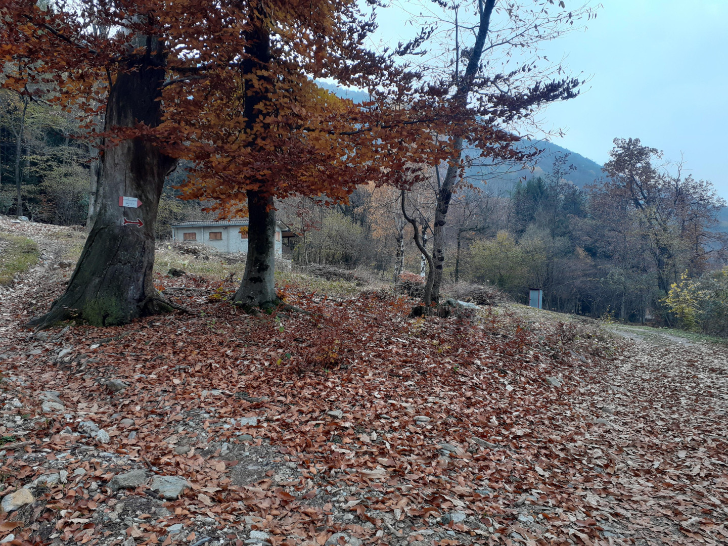 I boschi di faggio sono luoghi ideali per ammirare i colori dell'autunno