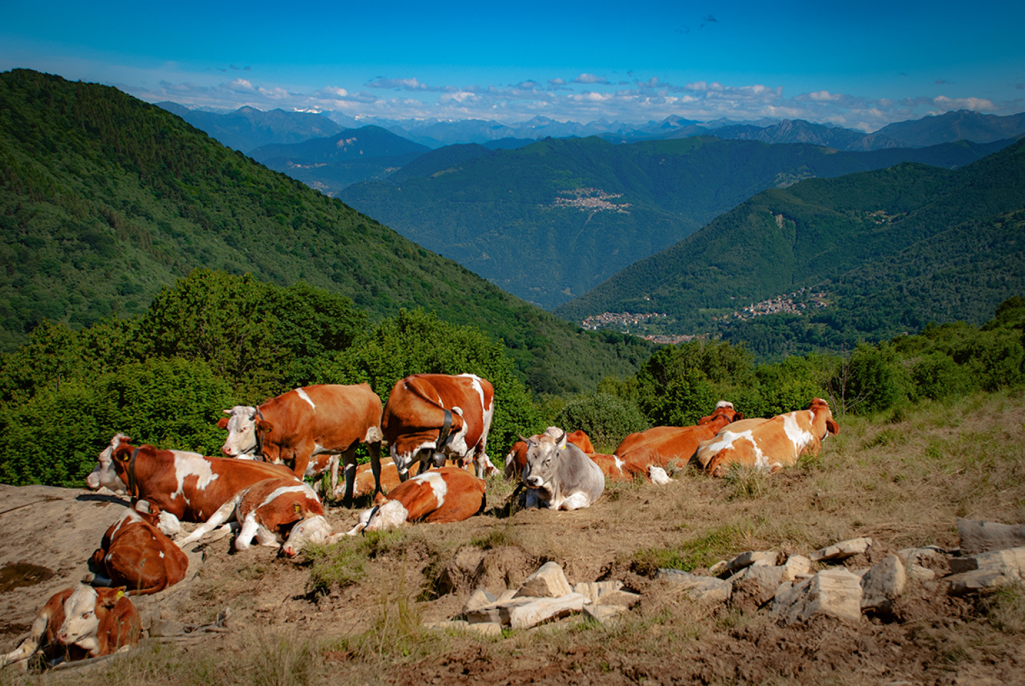Mandria di mucche al pascolo