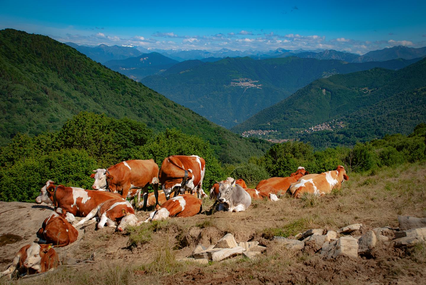Mandria di mucche al pascolo