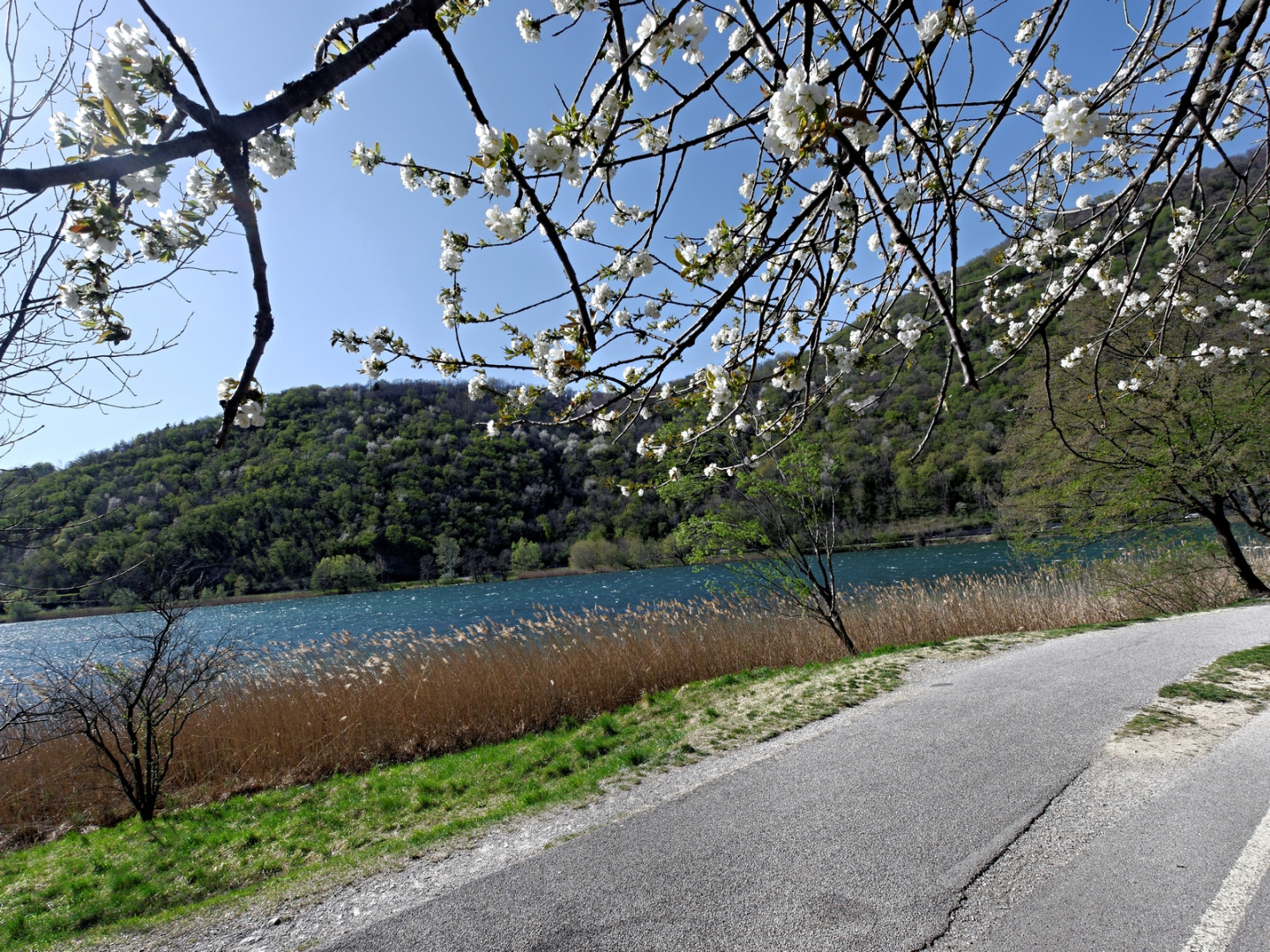 Ciclopedonale che circonda il Segrino con alberi fioriti. 