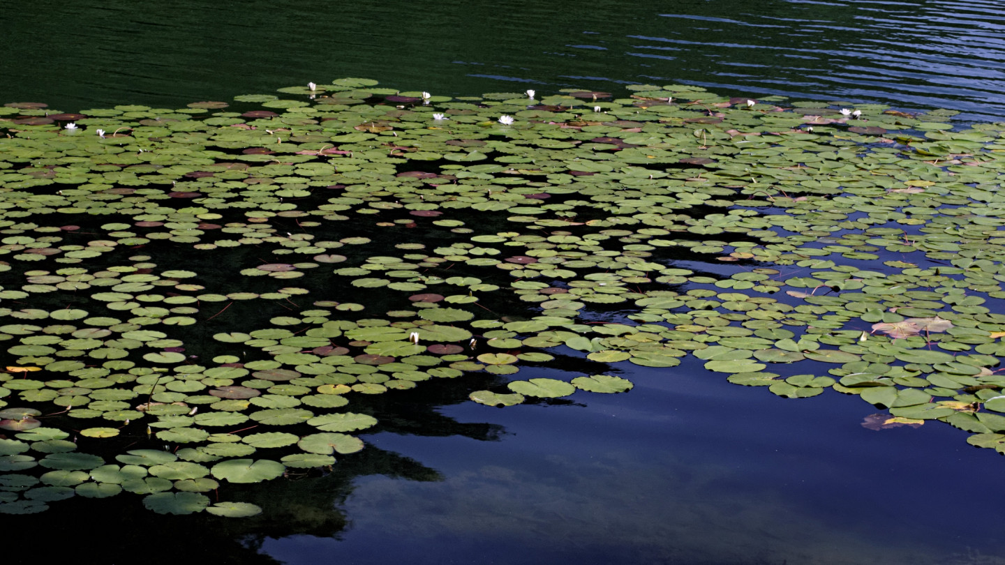 Fioritura di ninfee sul Lago Segrino.