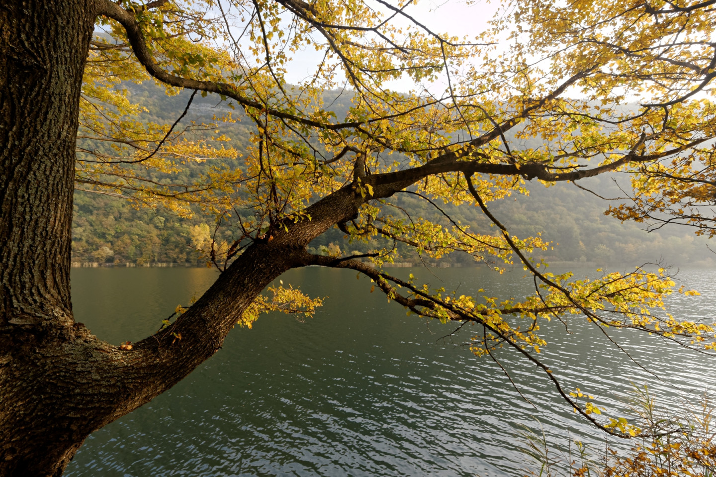 Albero autunnale sulle rive del Segrino.