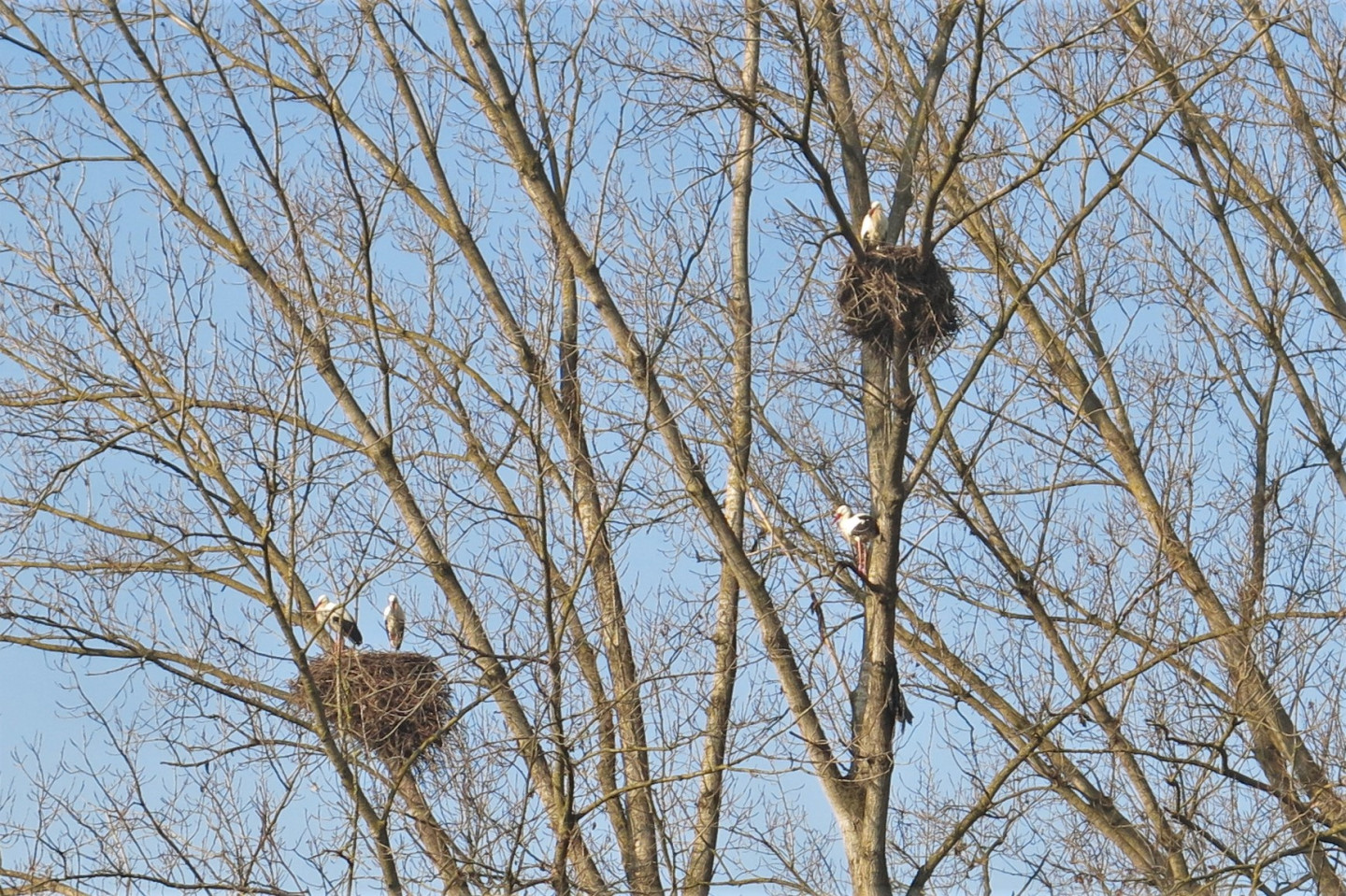 La colonia di cicogna bianca