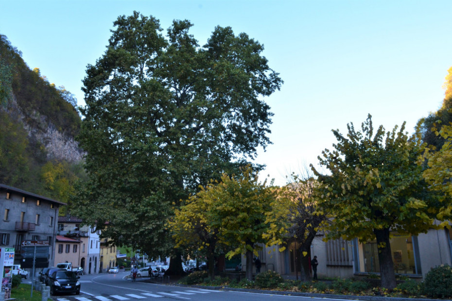 The Freedom Plane Tree of Breno