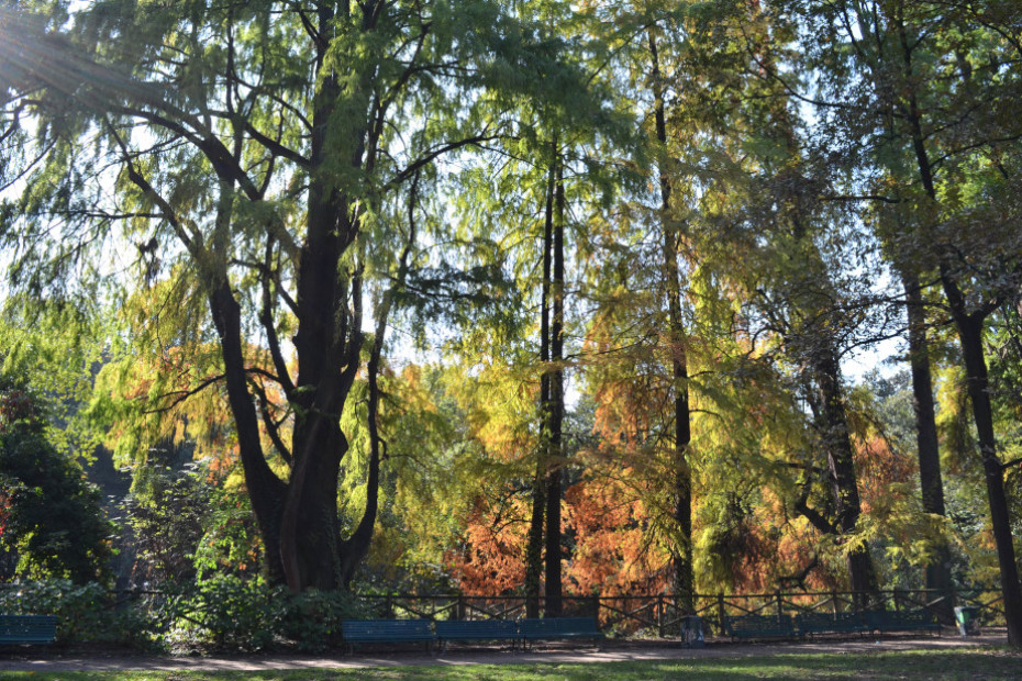 Il Cipresso calvo dei Giardini Montanelli (MI)