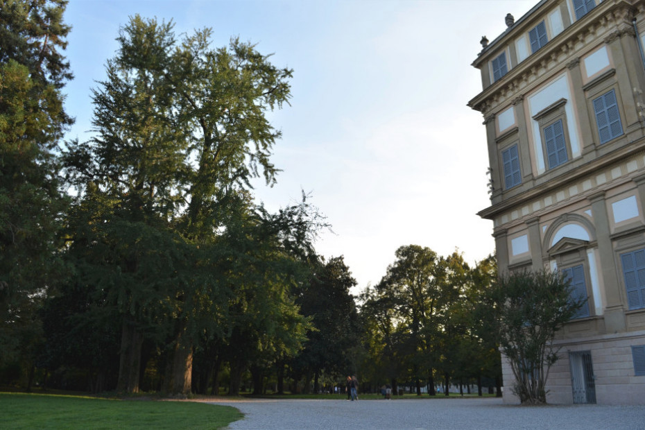 I Ginkgo Biloba di Villa Reale