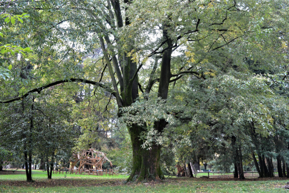 Il Bagolaro di Villa Braila