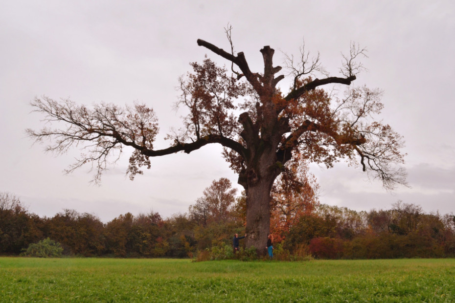 La Quercia di Goito