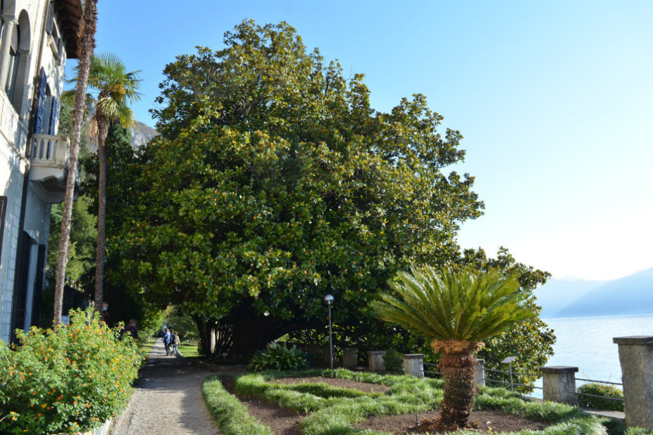 La Magnolia di Villa Monastero