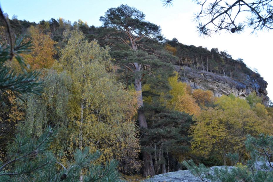 Il Pino silvestre di Paspardo