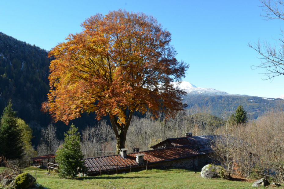 The Beech Tree in Val Malga