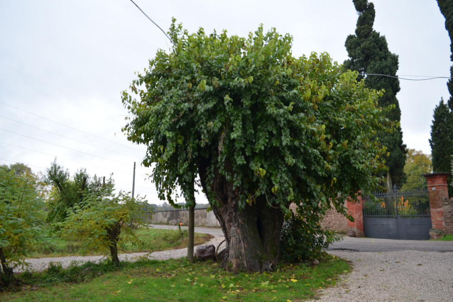 Il Gelso di Volta Mantovana