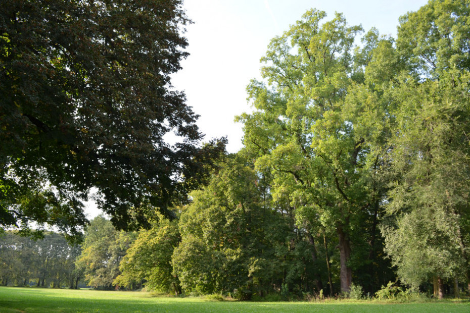 Il Liriodendro del Parco di Monza