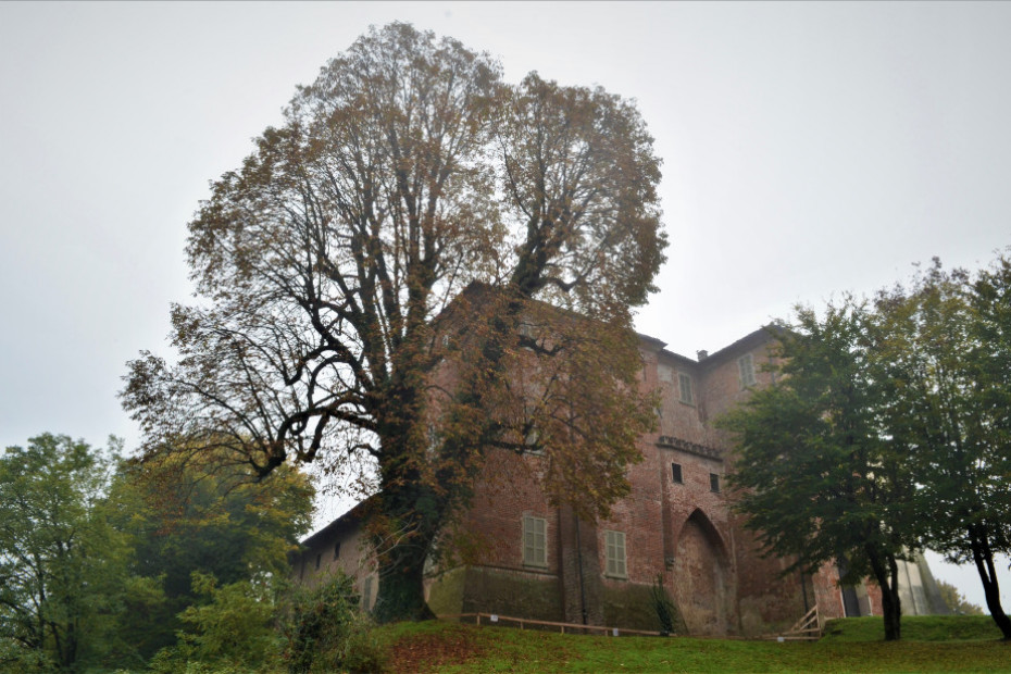 L’Ippocastano del Castello di Somaglia