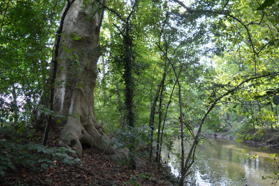 I Platani del Parco di Monza