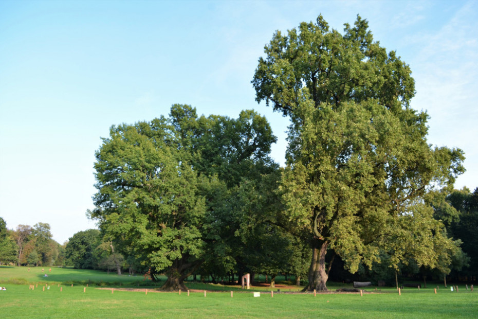 The Twin Oaks of Villa Reale (MB)