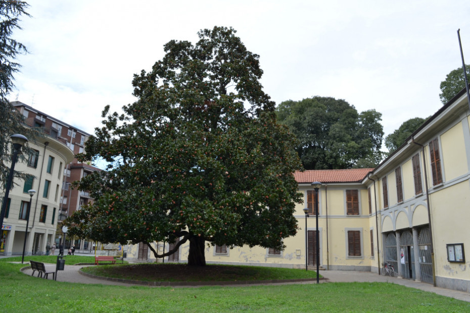 La Magnolia di Lissone