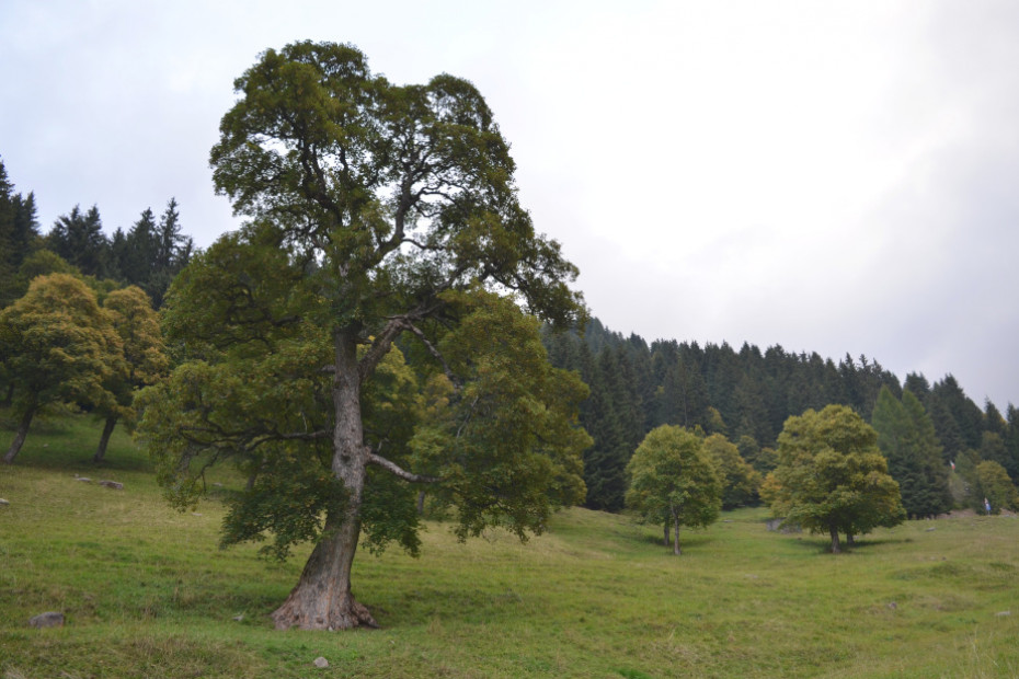 The Maple Tree of Monte di Schilpario (BG)