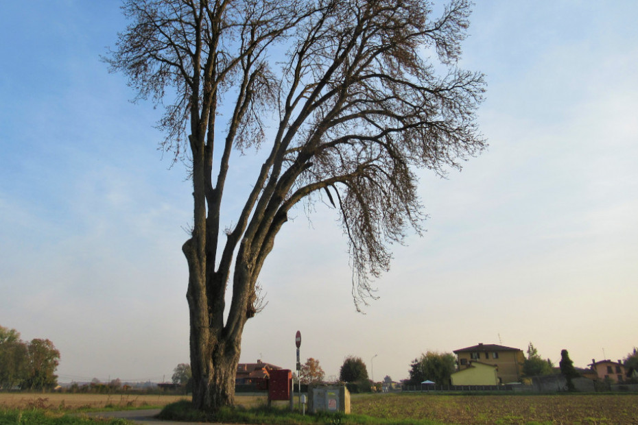 L’Ippocastano di Monticelli Pavese