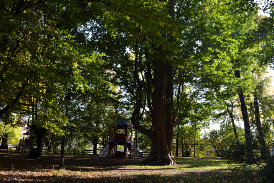 La Zelkova di Brembate di Sopra