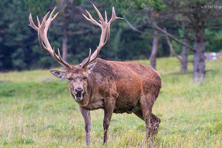 ASCOLTARE IL BRAMITO DEL CERVO