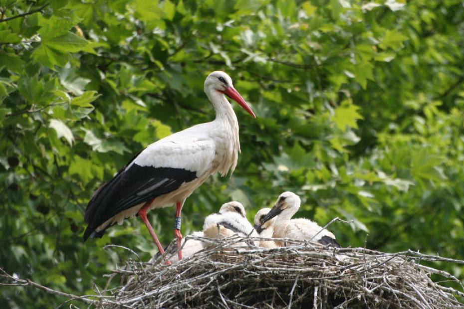 Cycling itineraries and encounters with herons