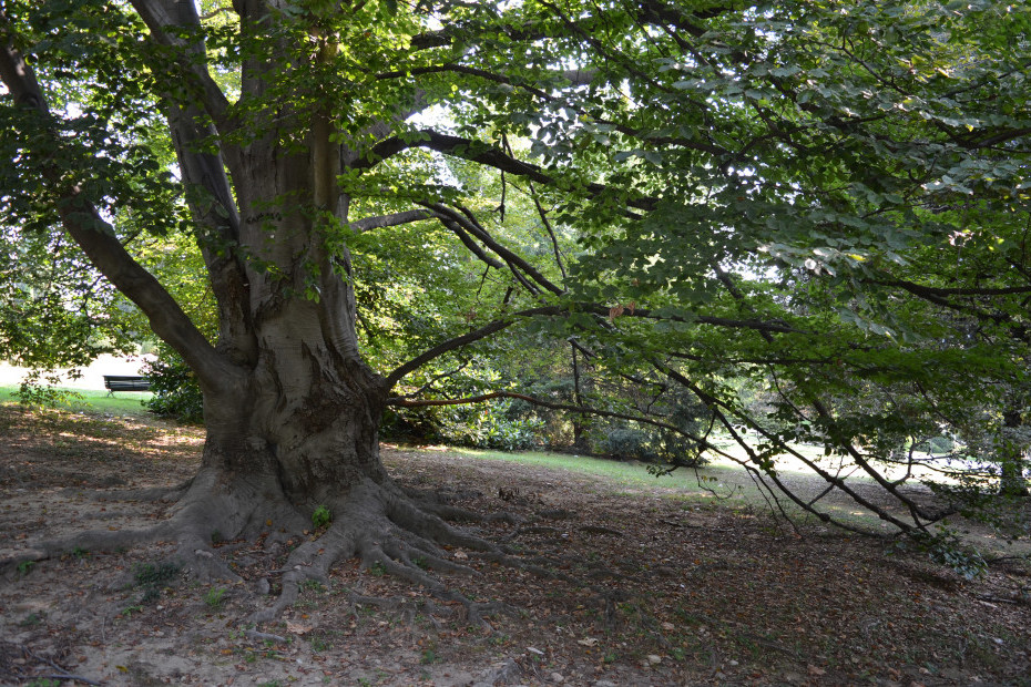 Il Faggio di Villa Toeplitz