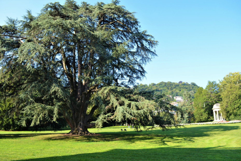 The Cedar of Villa Olmo