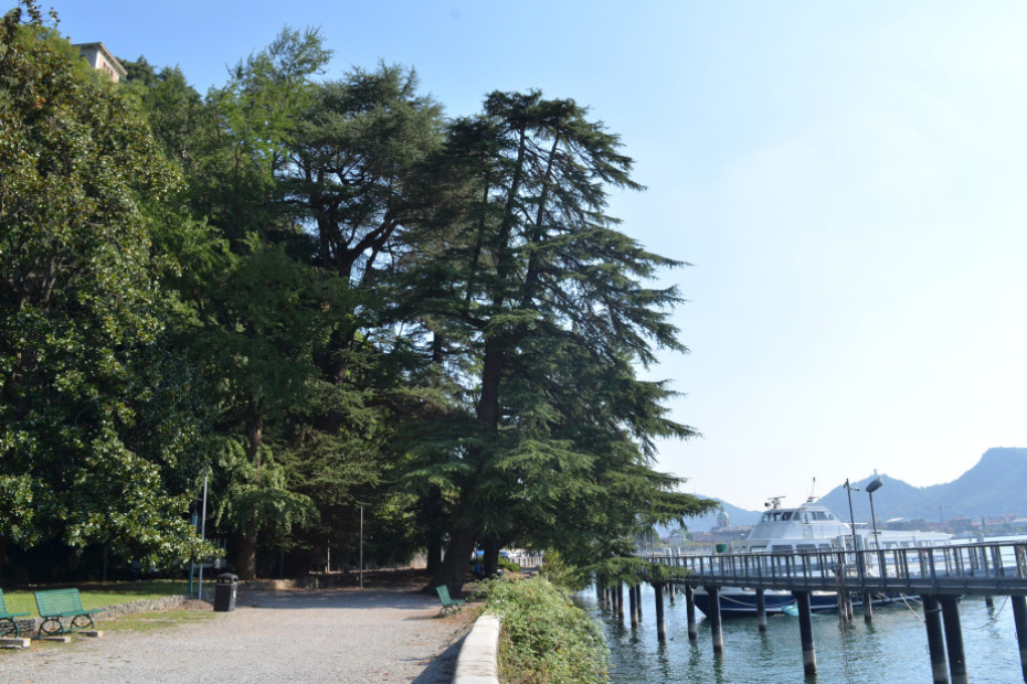 The Cedars of Villa Geno