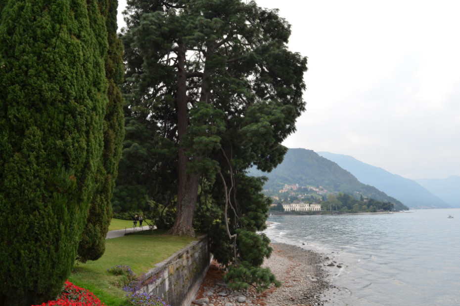 The Michoacan Pine at Villa Melzi Villa Melzi Gardens