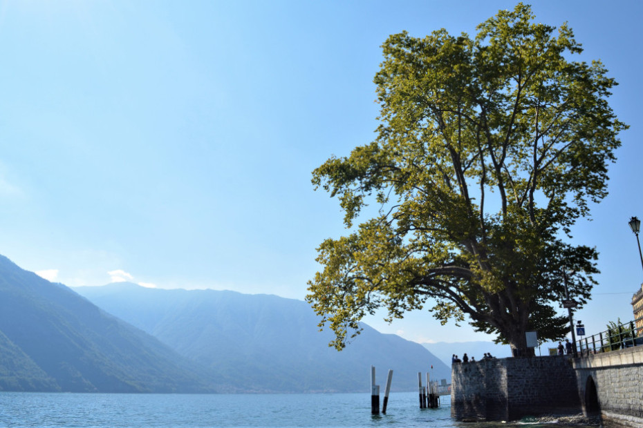 The Plane Trees of Villa Carlotta