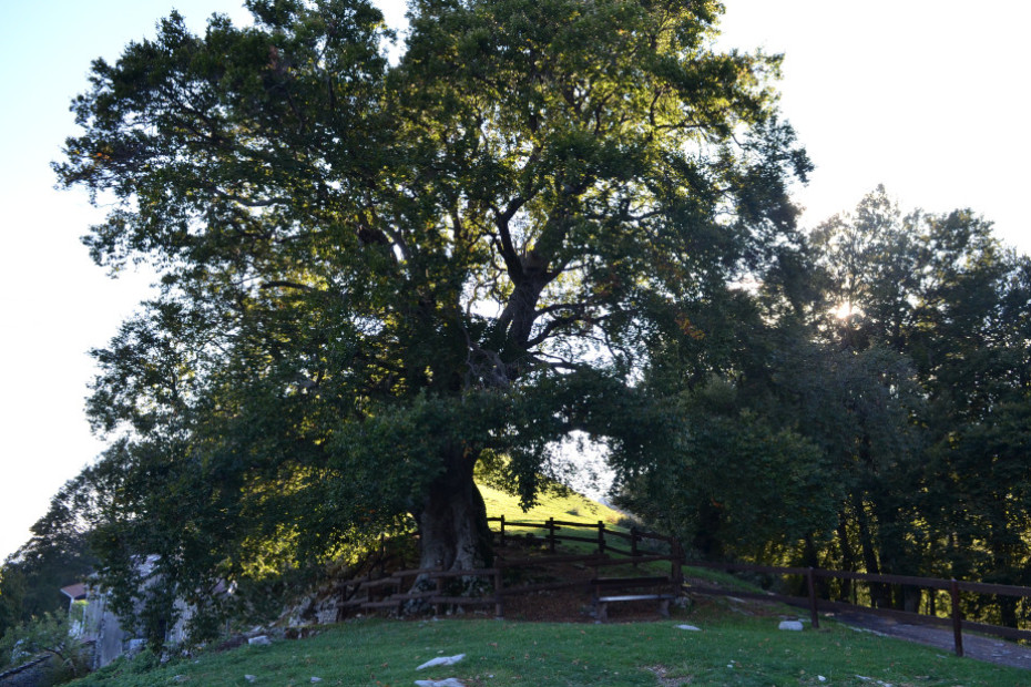 The Beech Tree of the Bugone