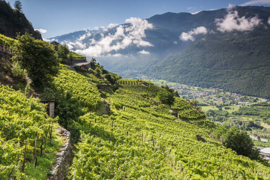 Terracing on the Rhaetian side of the Alps