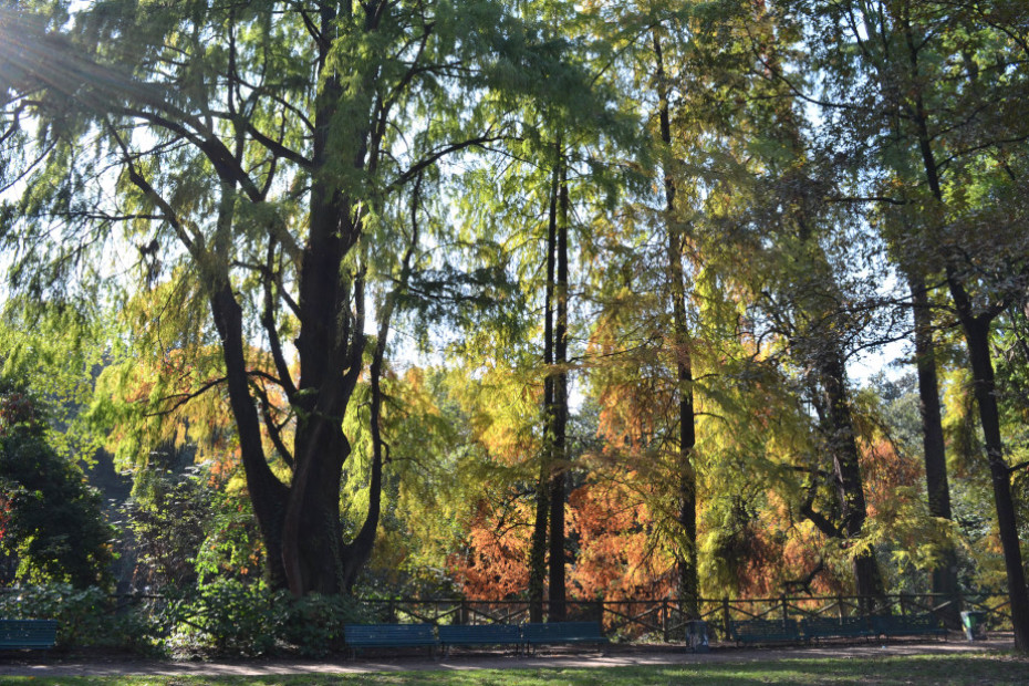 Il Cipresso calvo dei Giardini Montanelli