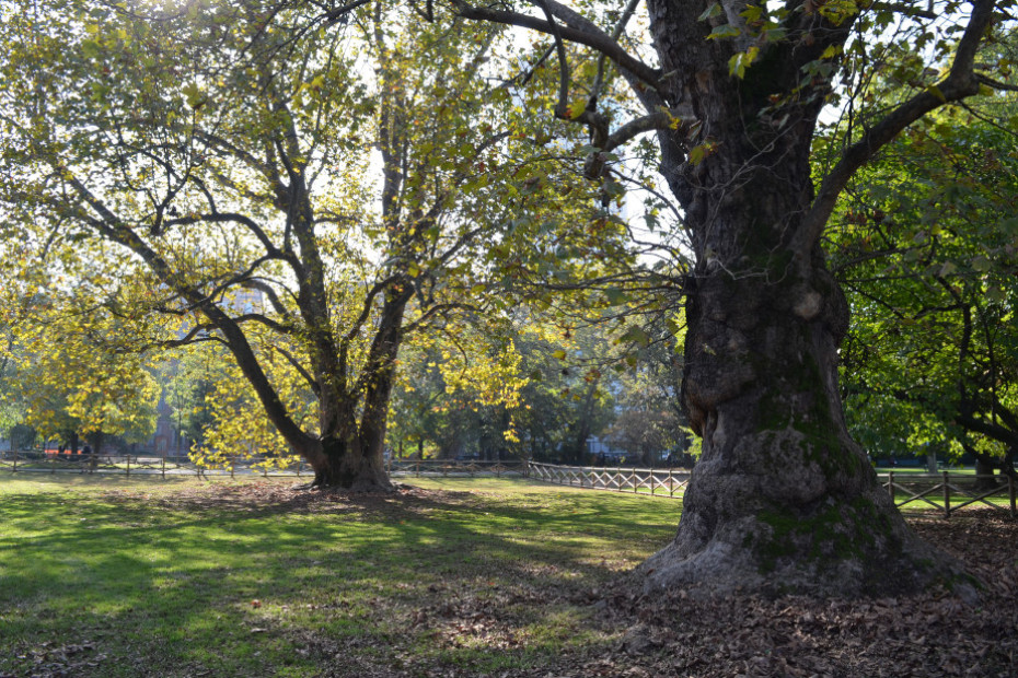 The Monumental Plane Trees of Milan